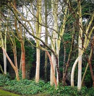 Hors-Séries 212 LES ARBRES