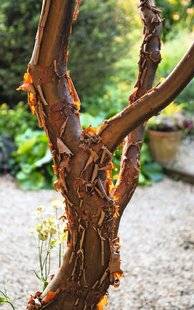 Hors-Séries 212 Érable - cannelle - Acer griseum