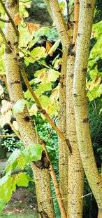 Hors-Séries 212 Érable jaspé - Acer pensylvanicum 'Erythrocladum'