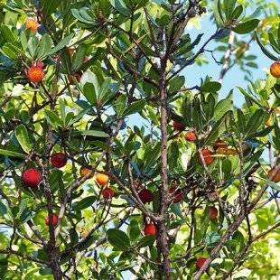 Hors-Séries 212 Arbousier, arbre aux fraises - Arbutus