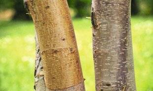 Hors-Séries 212 Bouleau de Chine - Betula albosinensis var. septentrionalis