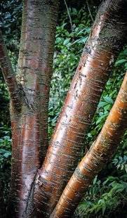 Hors-Séries 212 Cerisier de Mandchourie - Prunus maackii 'Amber Beauty'