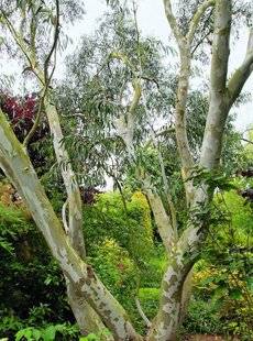 Hors-Séries 212 Eucalyptus, gommier des montagnes - Eucalyptus pauciflora ssp. niphophila