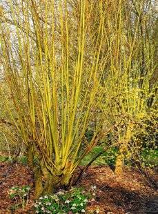 Hors-Séries 212 Saule - Salix
