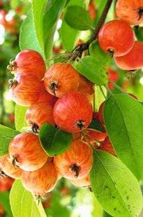 Hors-Séries 212 Pommier d'ornement - Malus