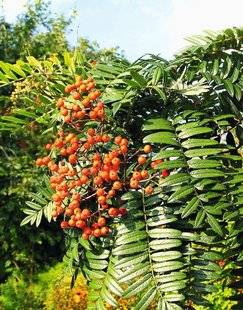 Hors-Séries 212 Sorbier - Sorbus