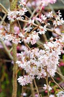 Hors-Séries 212 Cerisier à fleurs - Prunus