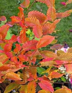 Hors-Séries 212 Charme commun - Carpinus betulus