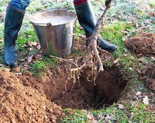 Hors-Séries 212 PLANTATION D'UN ARBRE À RACINES NUES