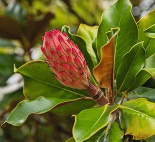 Hors-Séries 212 Magnolia à grandes fleurs - Magnolia grandi flora