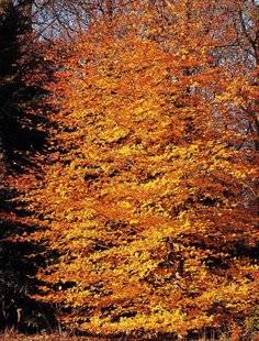 Hors-Séries 212 Hêtre commun, fayard - Fagus sylvatica