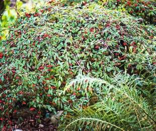 Hors-Séries 212 Cotonéaster - Cotoneaster
