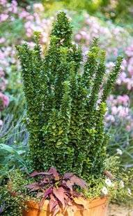 Hors-Séries 212 Fusain - Euonymus