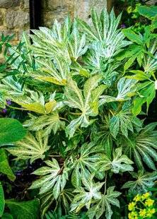 Hors-Séries 212 Aralia du Japon - Fatsia