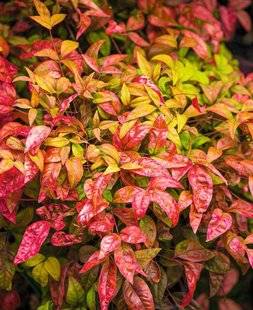 Hors-Séries 212 Bambou sacré - Nandina domestica