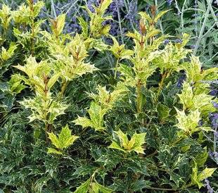 Hors-Séries 212 Osmanthe - Osmanthus