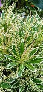 Hors-Séries 212 Andromède du Japon - Pieris japonica