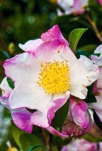 Hors-Séries 212 Camélia - Camellia