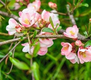 Hors-Séries 212 Cognassier du Japon - Chaenomeles