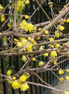 Hors-Séries 212 Chimonanthe - Chimonanthus