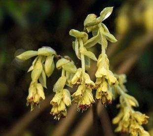 Hors-Séries 212 Faux noisetier - Corylopsis