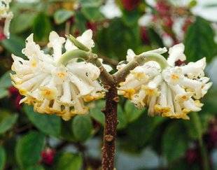 Hors-Séries 212 Edgeworthia, buisson à papier - Edgeworthia