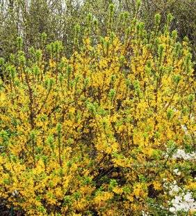 Hors-Séries 212 Forsythia - Forsythia