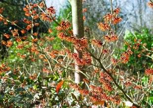 Hors-Séries 212 Noisetier des sorcières - Hamamelis