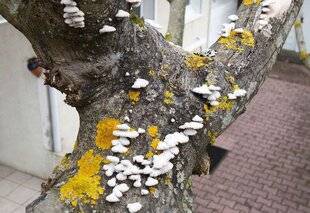 Hors-Séries 239 Des schizophylles sur les arbustes
