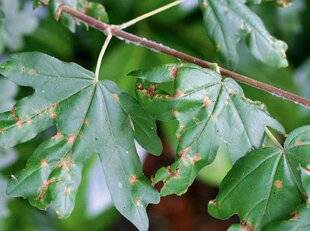 Hors-Séries 239 L'anthracnose des érables