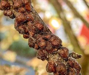Hors-Séries 239 La cochenille du cornouiller sur le cognassier du Japon