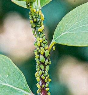 Hors-Séries 239 Des photinias bien habités !