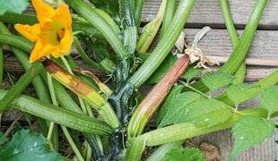 Hors-Séries 239 Des courgettes naines ou avortées
