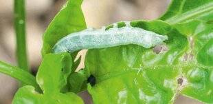 Hors-Séries 239 Les noctuelles sur les piments