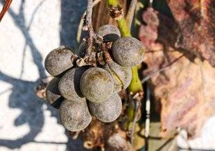 Hors-Séries 239 L'oïdium sur la vigne