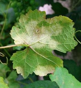 Hors-Séries 239 Le mildiou sur la vigne