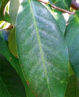 Hors-Séries 239 Des thrips sur le ficus