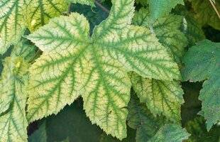 Hors-Séries 239 PRÉVENIR LA CHLOROSE FERRIQUE