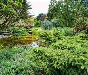 Hors-Séries 239 LES JARDINS AQUATIQUES D'ACORUS(HAUTE-SAÔNE)