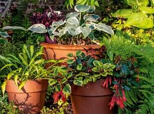 Hors-Séries 240 Pots et jardinières POUR TOUTE L'ANNÉE