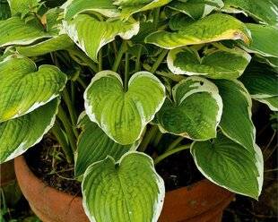 Hors-Séries 240 LES HOSTAS