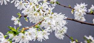 Hors-Séries 240 CHELSEA FLOWER SHOW