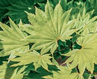 Hors-Séries 240 AUX JOURNÉES DES PLANTES DE CHANTILLY