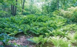 Hors-Séries 241 CONNAÎTRE LE SOL DE SON JARDIN