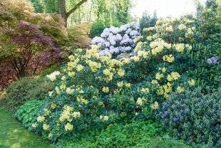 Hors-Séries 241 POURQUOI UN TEL SUCCÈS POUR LES JARDINS EN TERRE ACIDE ?