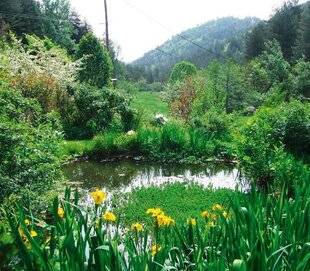 Hors-Séries 241 Dans les Cévennes, la palette végétale des jardins est très large