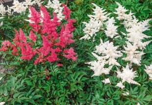 Hors-Séries 241 Astilbe