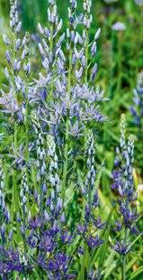 Hors-Séries 241 Camassia