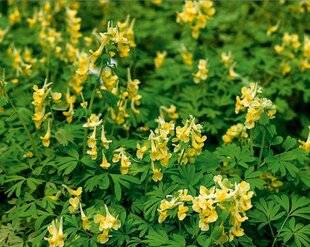 Hors-Séries 241 Corydalis