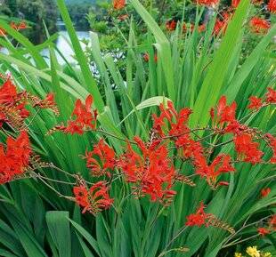 Hors-Séries 241 Crocosmia